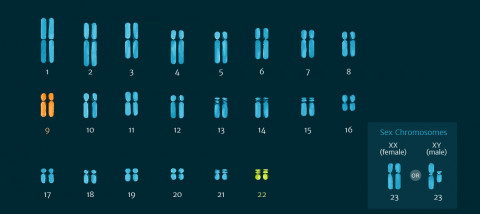 A diagrammatic representation of the human karyotype